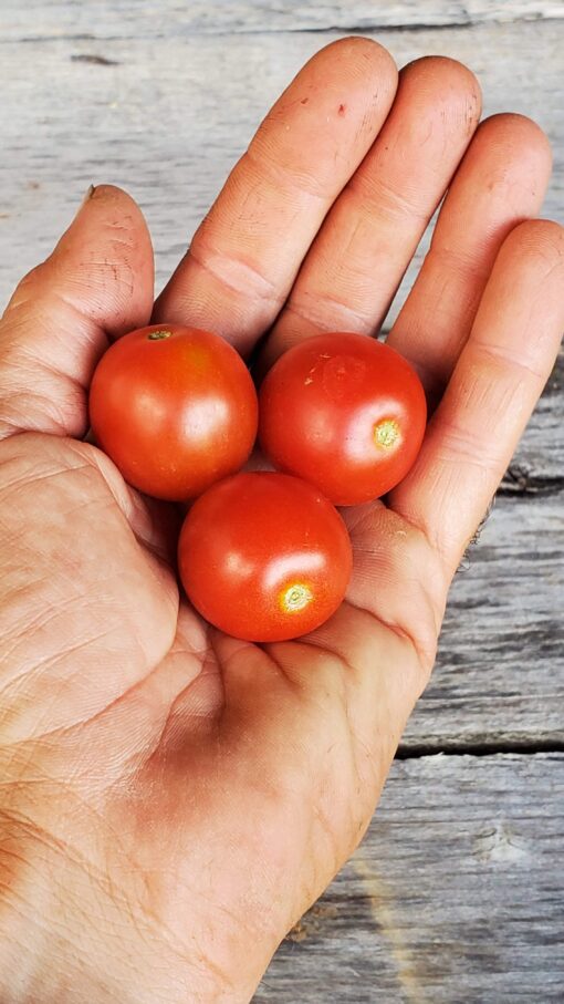 Sweetie Cherry Tomatoes in hand.