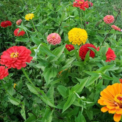 Zinnia California Mix growing in the bed.