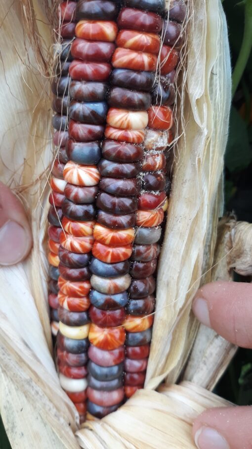 Rows of colorful Painted Mountain Corn kernels.