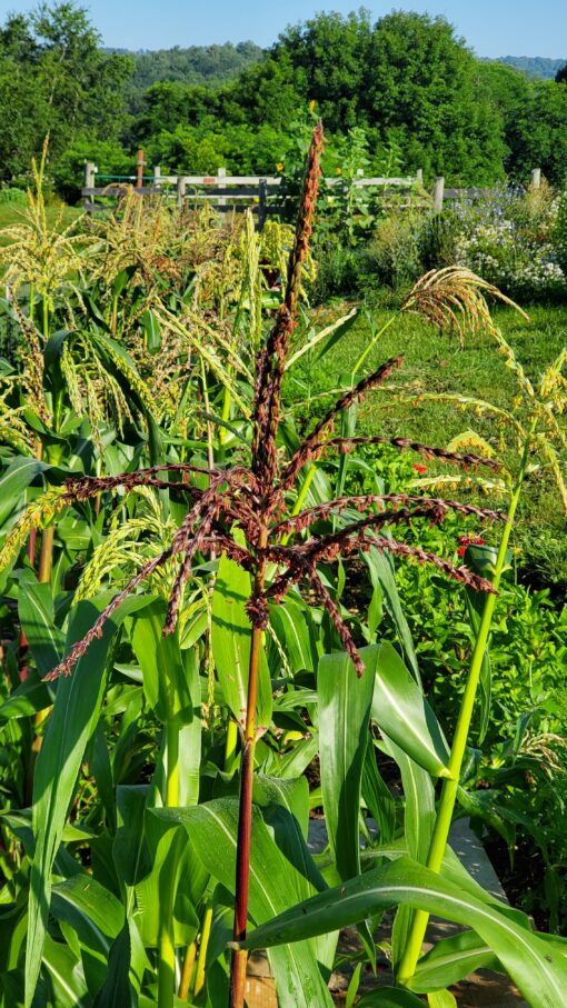 Dark red tassels on the Painted Mountain Corn.