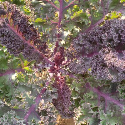 Kale Scarlet with its ruffled dark purple leaves tinged with green.