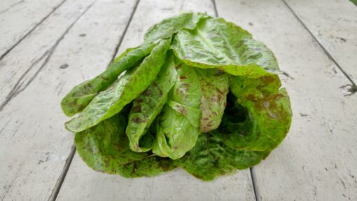 A head of Freckles Lettuce laying on its side.