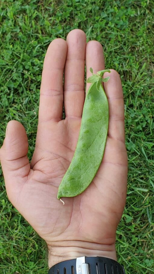 Long Oregon Giant pea held in the palm of a hand.