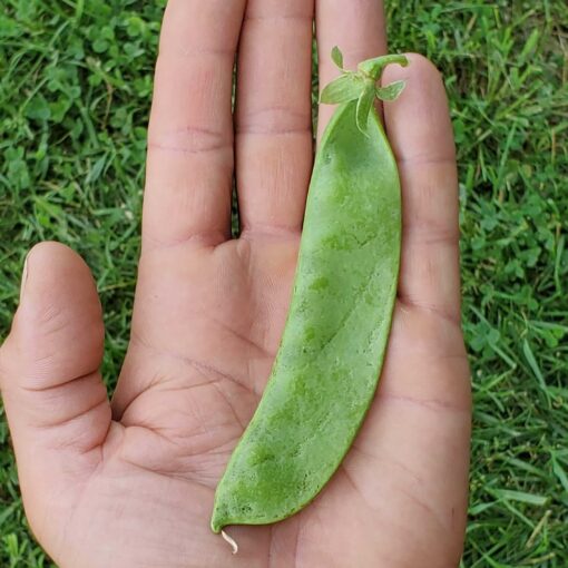 Huge Oregon Giant Pea in palm of hand.