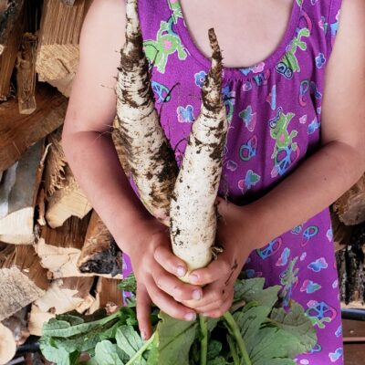 Radish White Icicle bunch being held by Annalea.