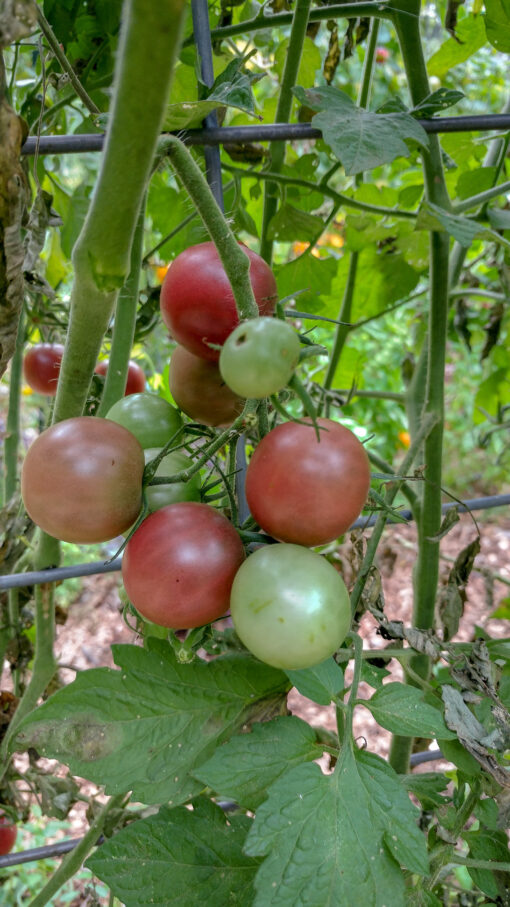 Tomato Black Cherry plant with green tomatoes and ripening tomatoes on it.