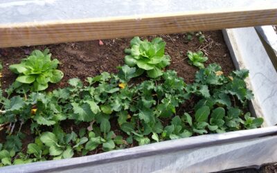 Fall Garden Crops: What to Plant in a Fall Garden