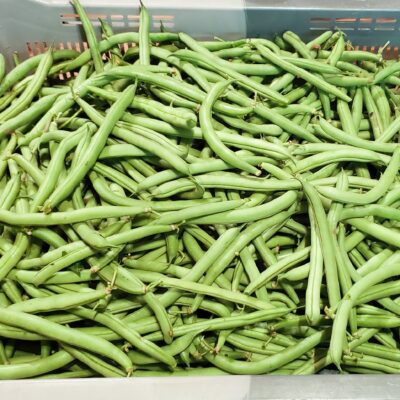 Bean Bush Provider in a large plastic crate.