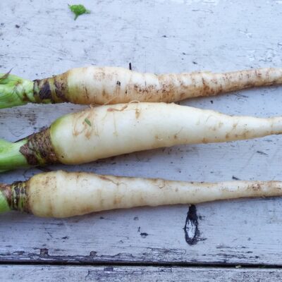 Carrot Lunar White in a group of three.