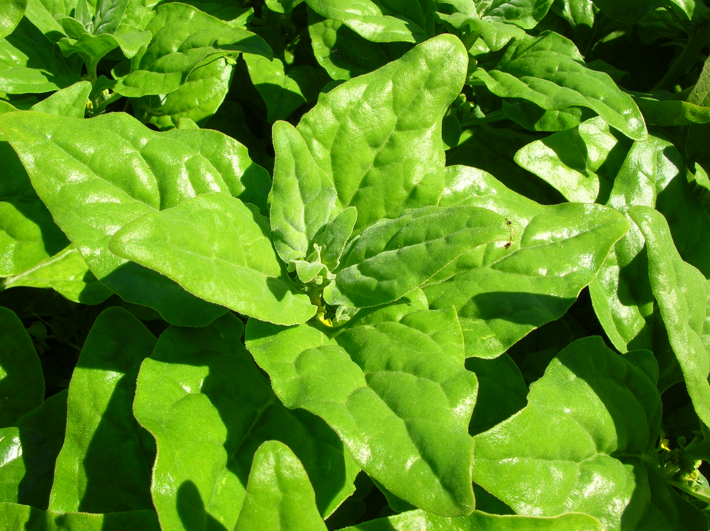 New Zealand Spinach - Forest and Kim Starr on Flickr - CC BY 2.0