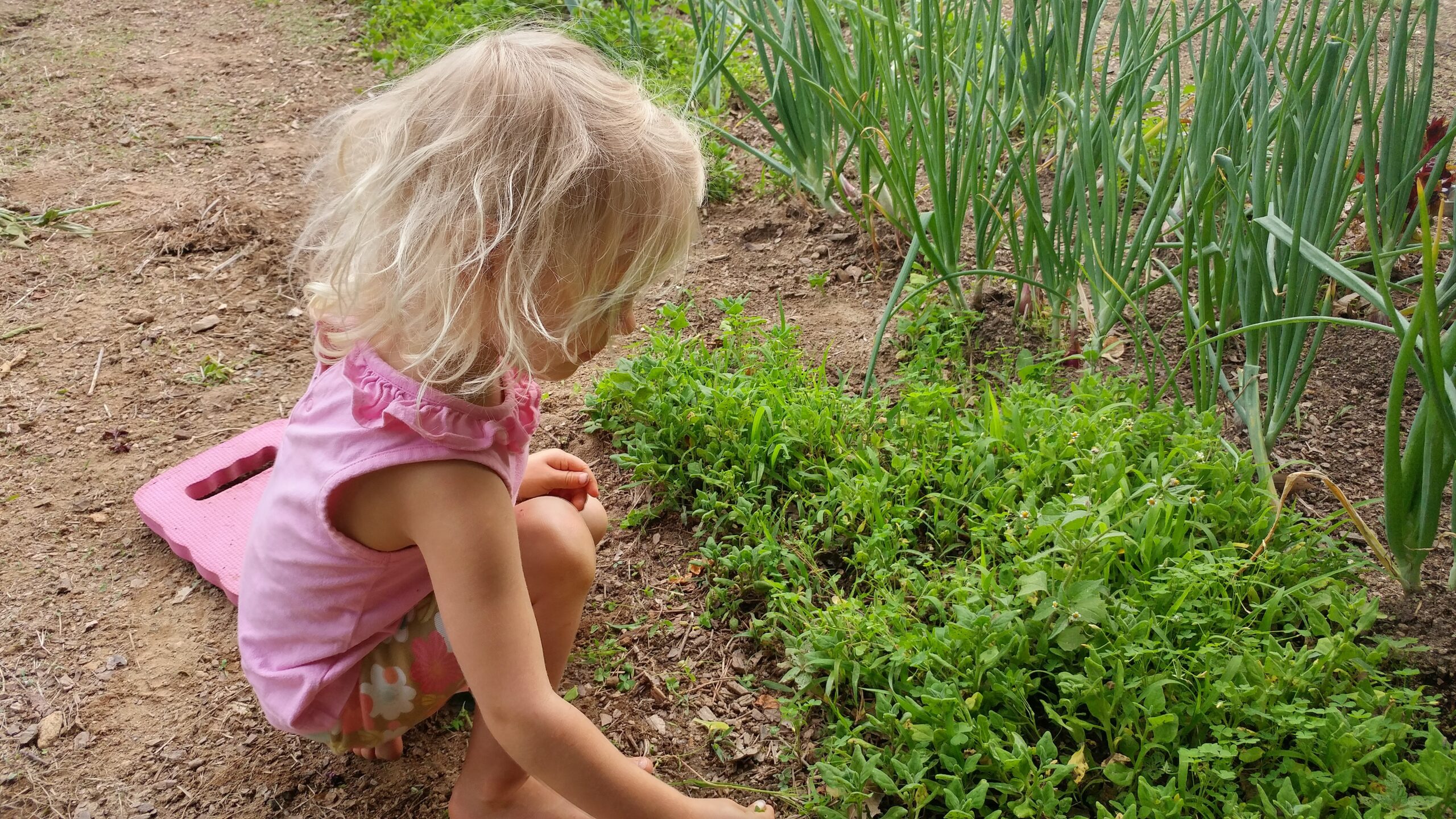 Spinach New Zealand - Seeds for Generations Annalea picking greens out of a patch of New Zealand Spinach.
