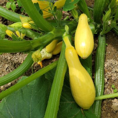 Summer Squash Early Prolific Straightneck growing on the plant.