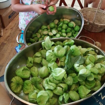 Tomatillo Toma Verde in their husks.