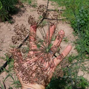 Dill
