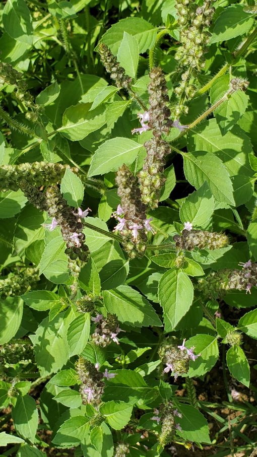 A plant with purple flowers and green leaves.