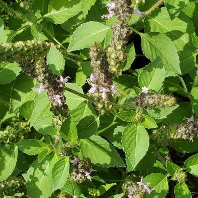 A close up of a plant with purple flowers, known as Kapoor Tulsi Basil.