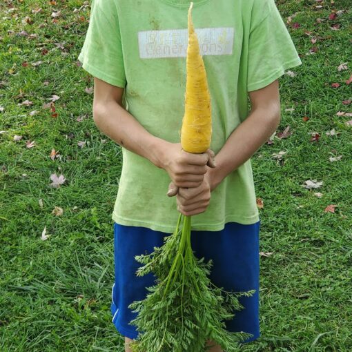 Carrying a very large Solar Yellow Carrot with the tops still attached.