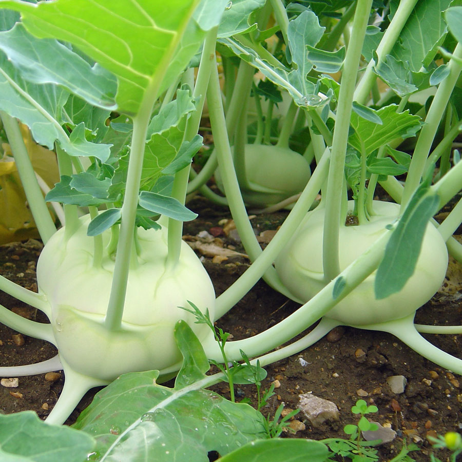 Kohlrabi Early White Vienna 1