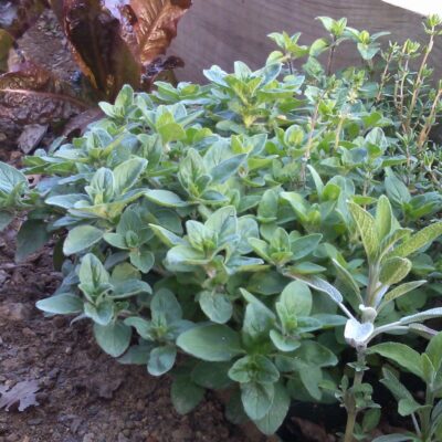 Oregano Greek growing in a bed with other plants.