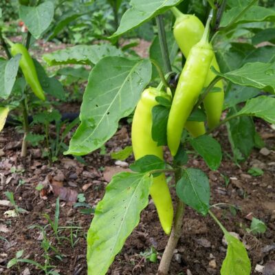 Pepper Banana Sweet growing on the plants in the garden.