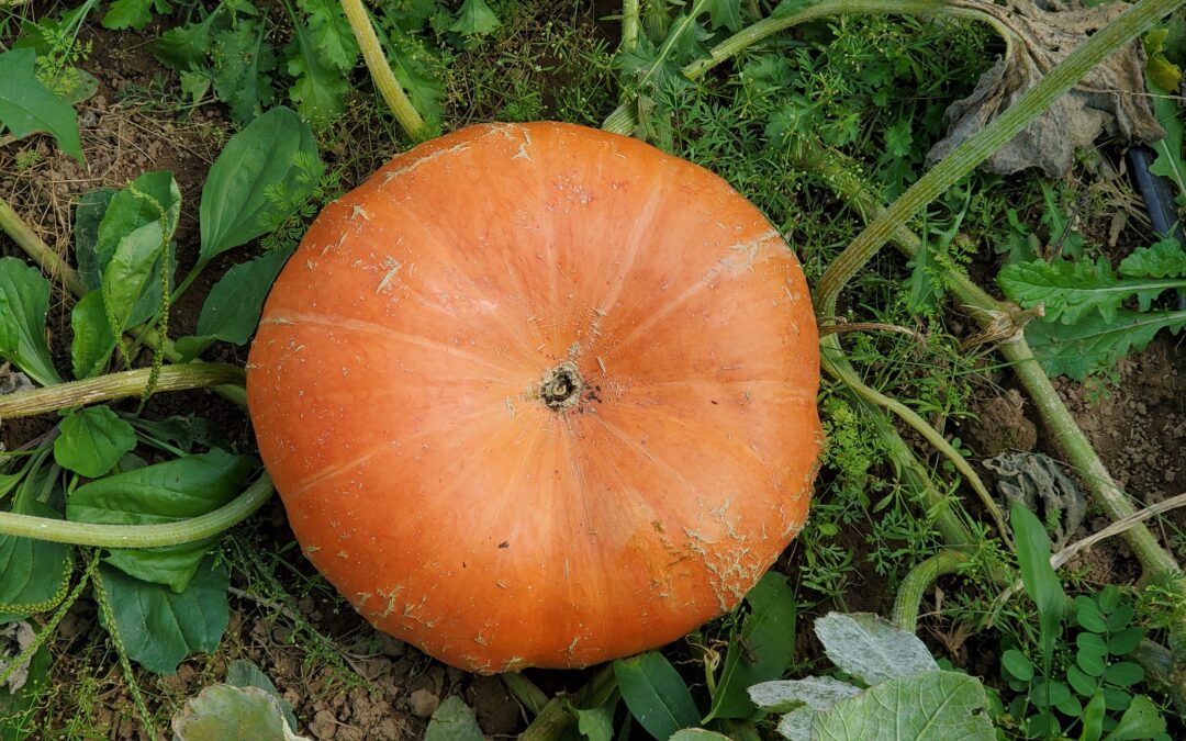 Pumpkin Timelapse Video