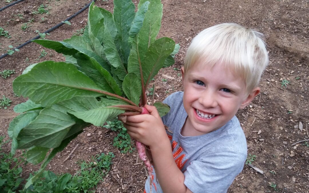 Fast Growing Veggies Video