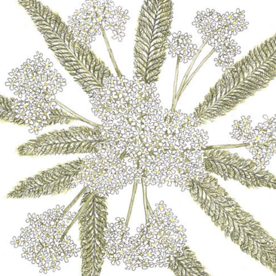 Yarrow White