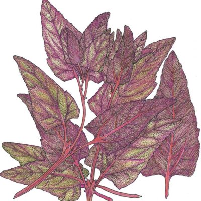 A cluster of purple and green leaves with visible veins, laid out against a white background.