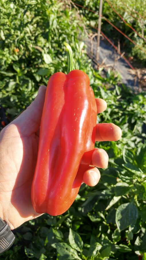 Holding a freshly picked Red Marconi Pepper.