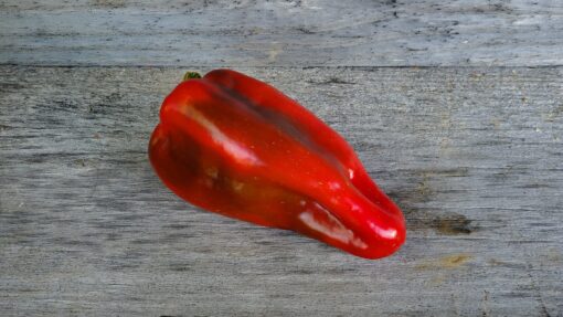 Deeply colored Red Marconi Pepper sitting by itself on a wooden surface.