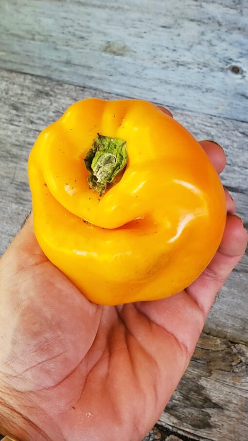 Funky looking Yellow Bell Pepper in hand.