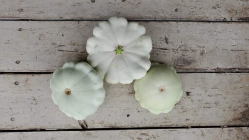 Three pale green Bennings Green Tint Patty Pan Summer Squash in various sizes and shapes.