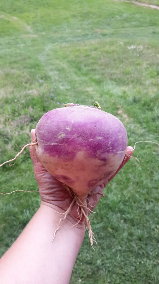 Holding a very large Purple Top Turnip in hand.