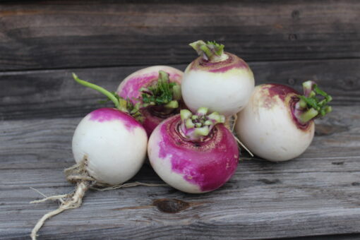 A pile of colorful Purple Top Turnips.