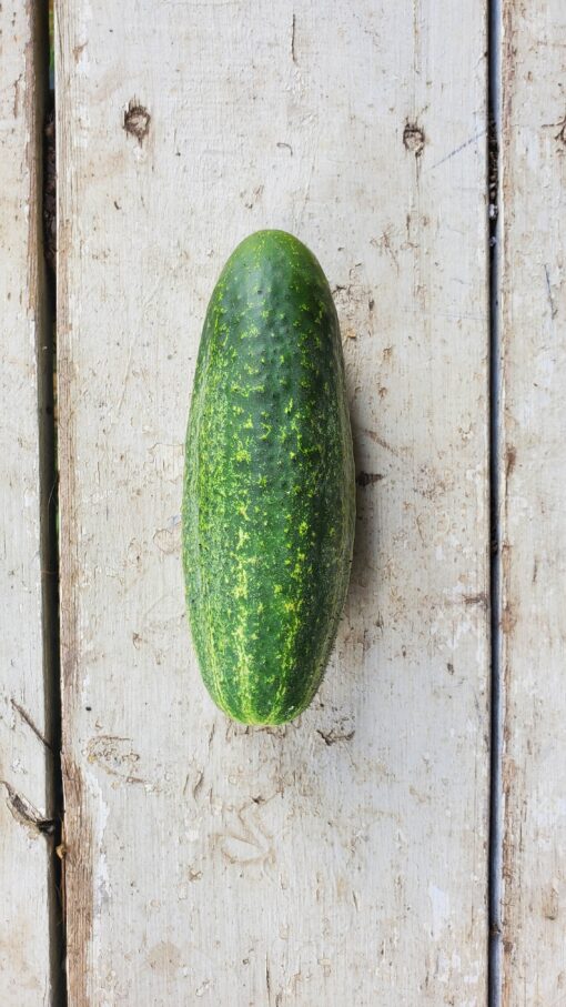 A single Muncher Cucumber sitting on a wooden surface.