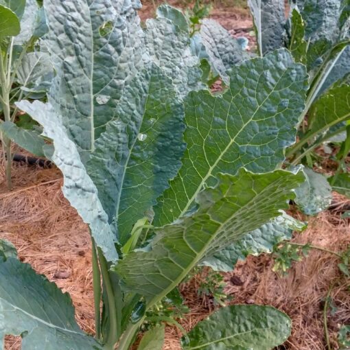 Kale Lacinato plant growing in the garden with mulch around it.