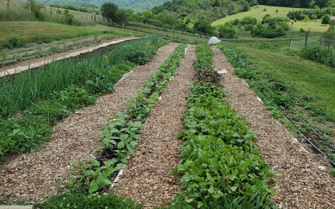 Thank You for Signing Up for How to Create a New Garden Bed Training