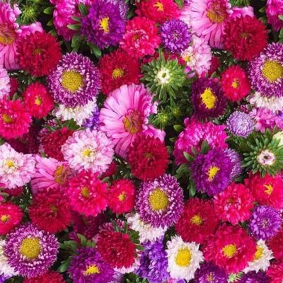 Mix of vivid pink, red, purple, and green Aster Blooms.