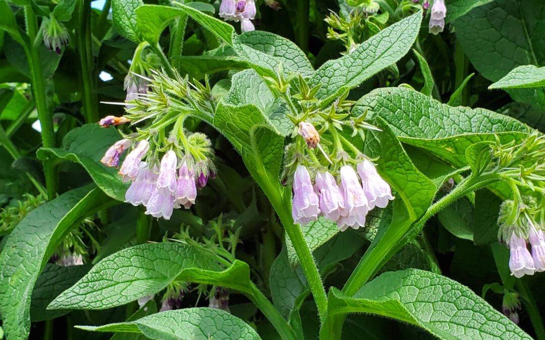 Comfrey Salve Video