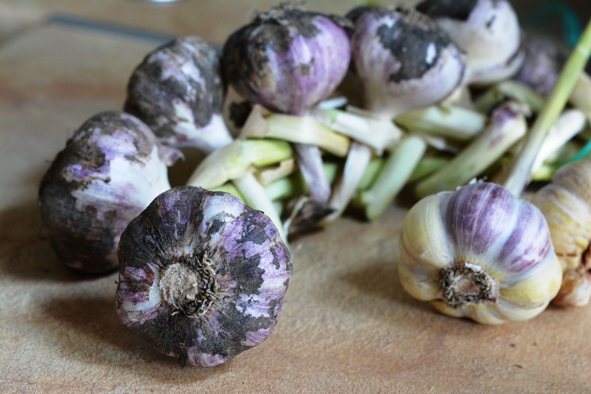 Braiding fresh purple garlic leaves together into bunches.
