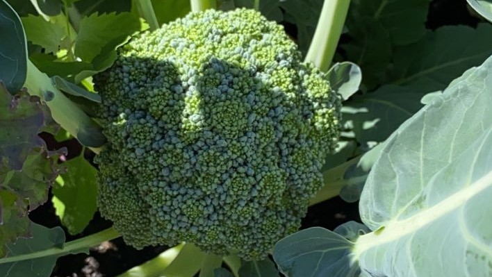 Head of Broccoli growing in the garden.