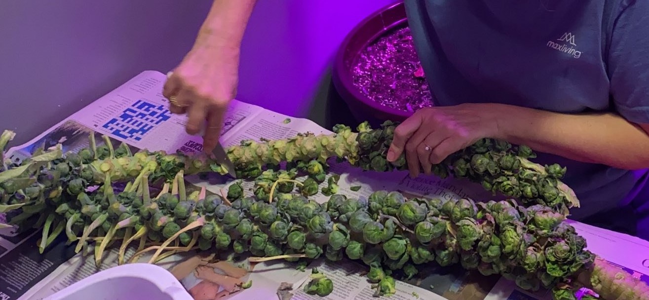 Brussels Sprouts being cut off the stalk.