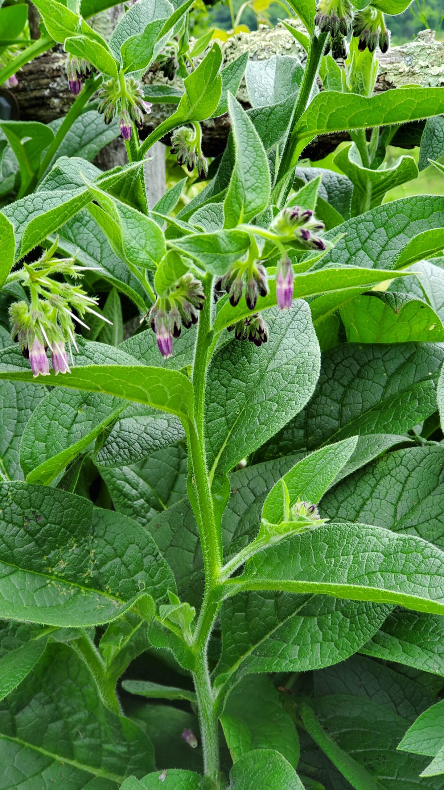 Bocking 14 Russian Comfrey Live Root Cuttings 