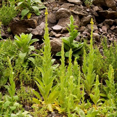 Mullein leaves and flower stalks growing in the wild.