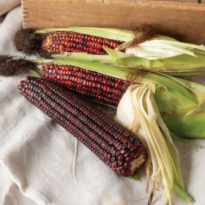 Large ears of deep red Bloody Butcher Corn.