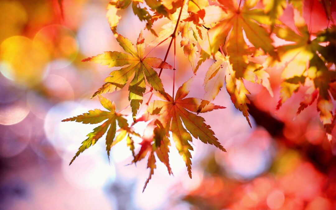 Using Leaves as Mulch Video