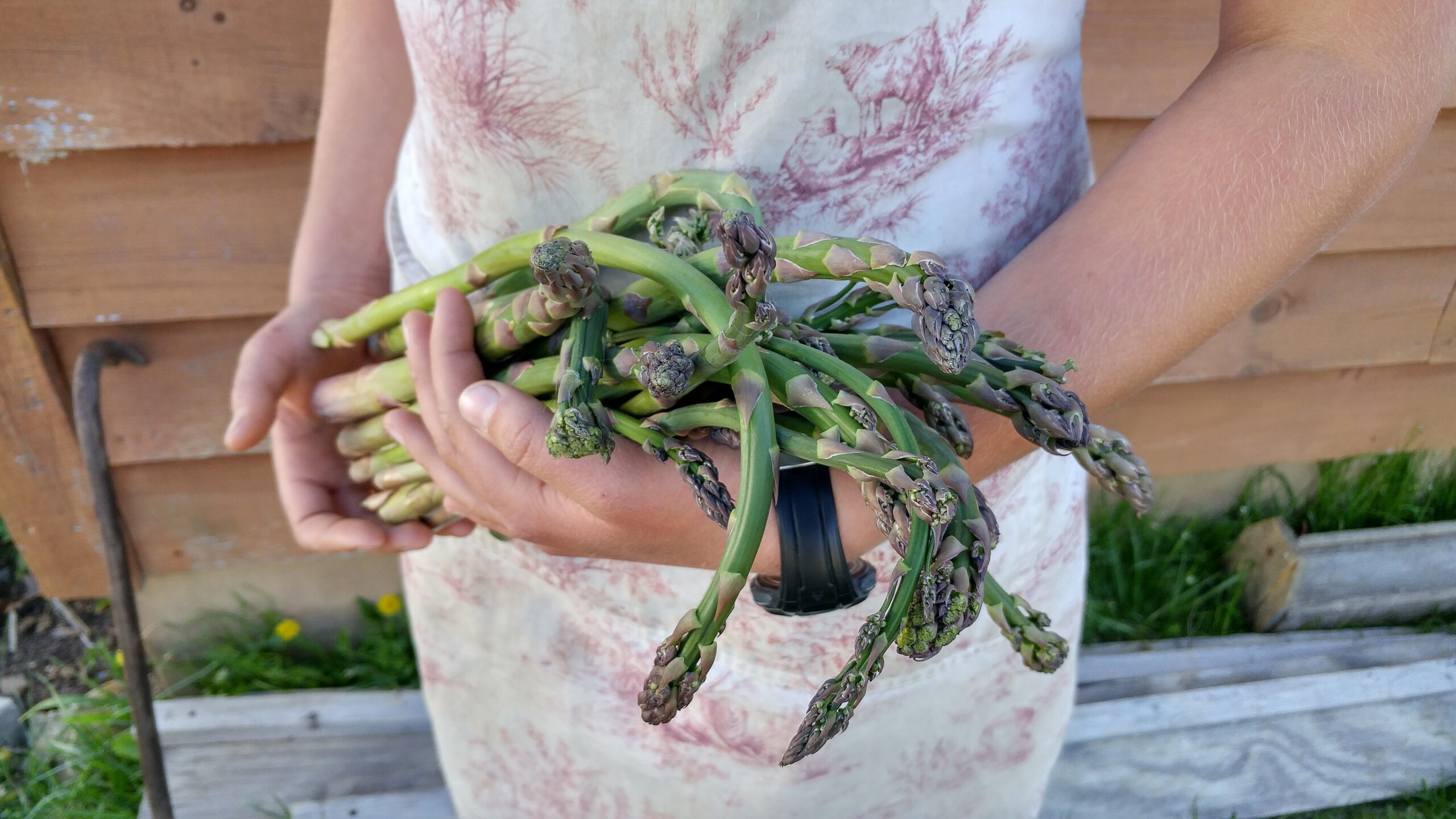 Arms full of freshly picked asparagus.
