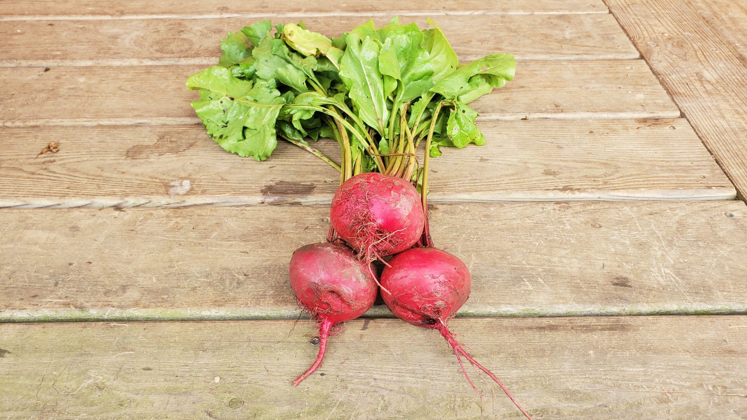 Three large Early Wonder Beets with greens still attached.