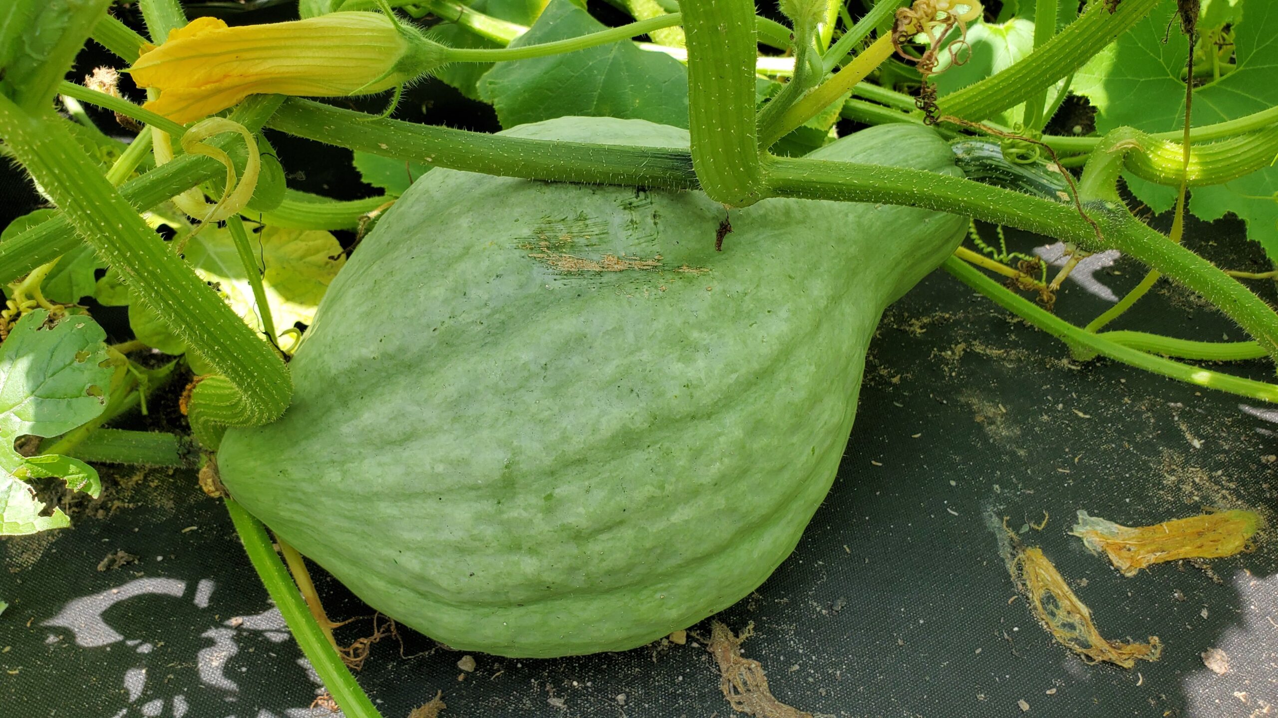 Fresh slices of watermelon.
