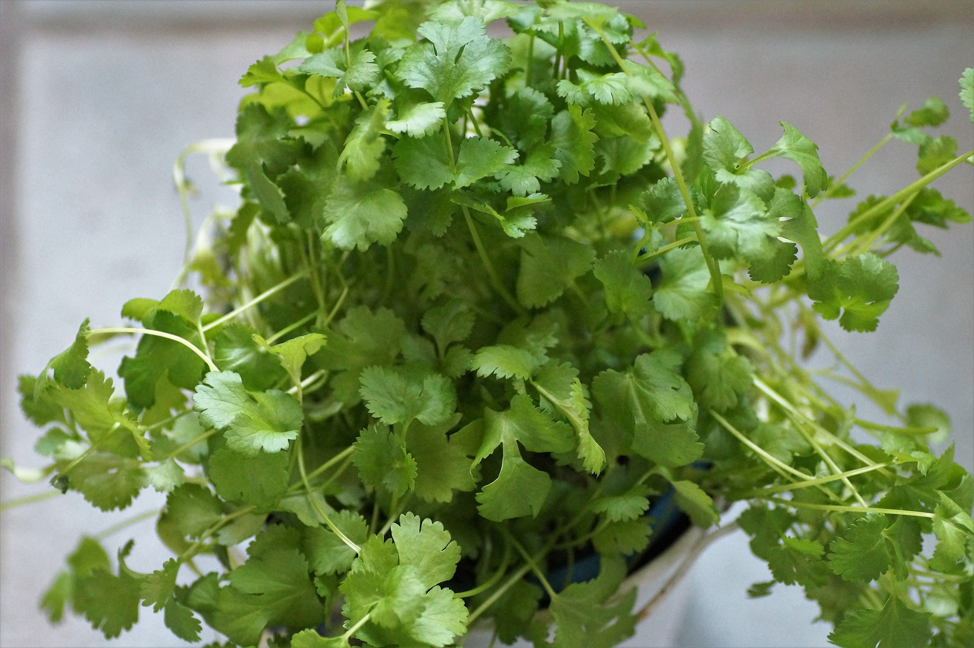 A pot of coriander/cilantro.